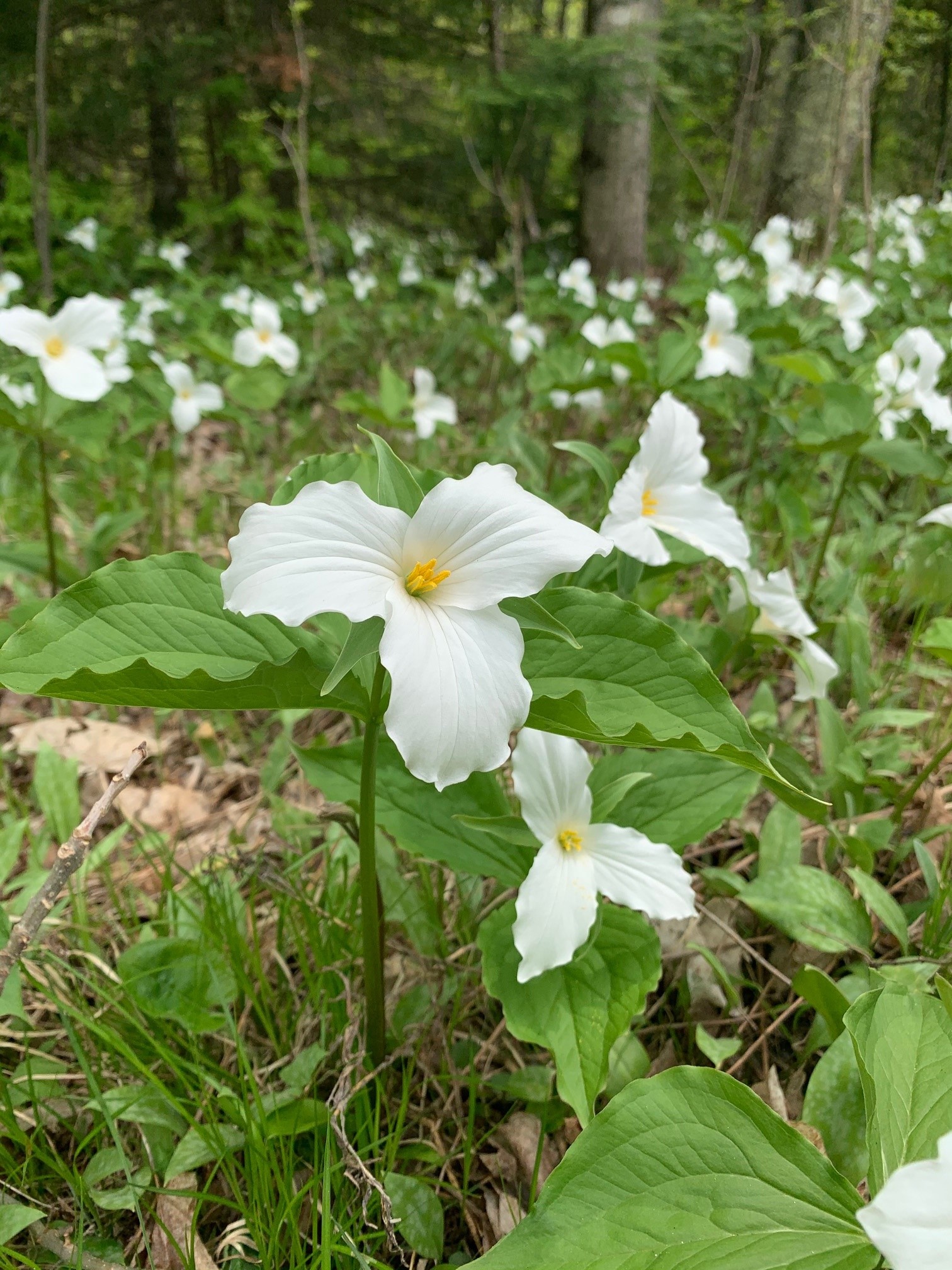 trillium | Iron County Historical Museum